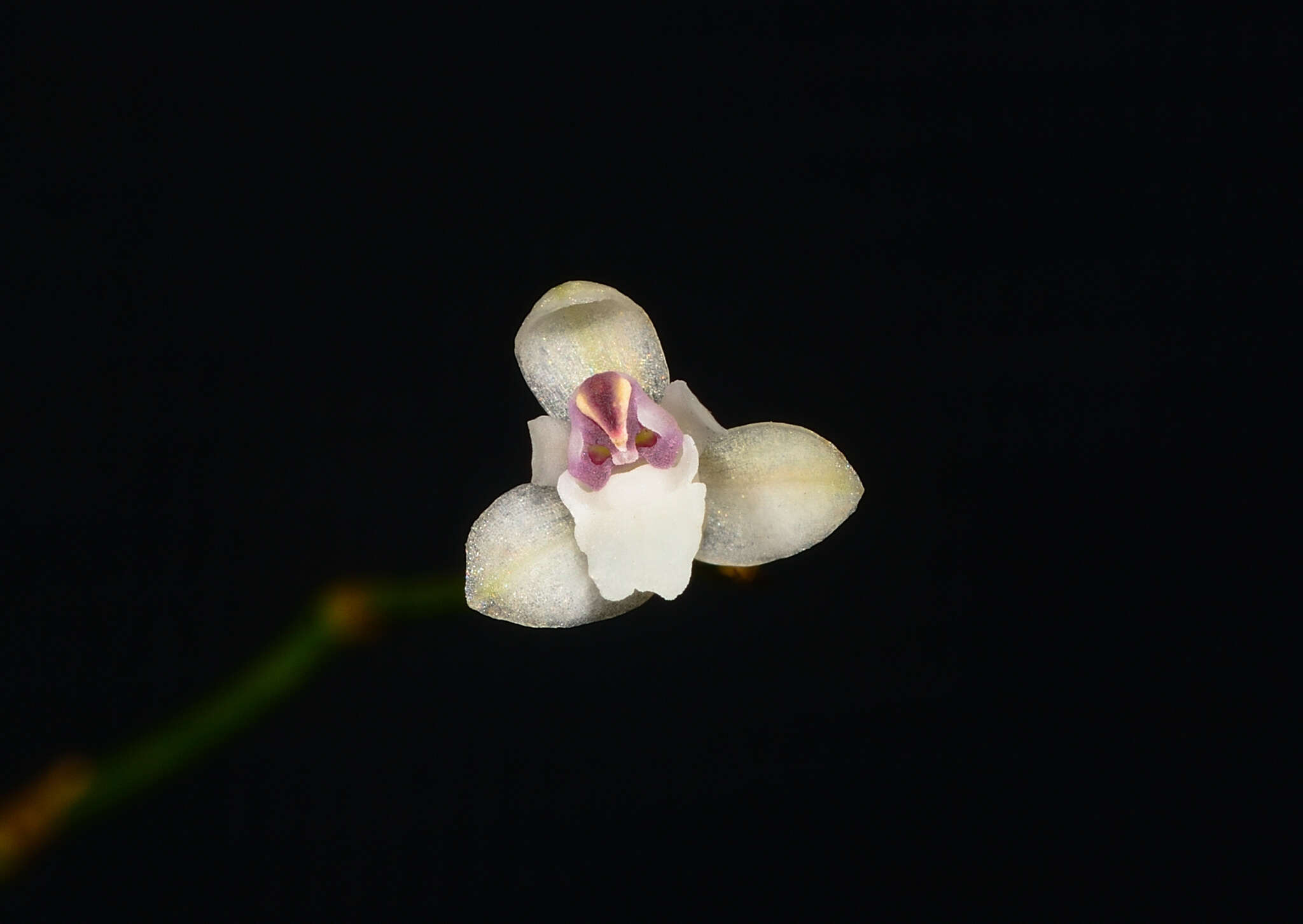 Image of Sirhookera lanceolata (Wight) Kuntze