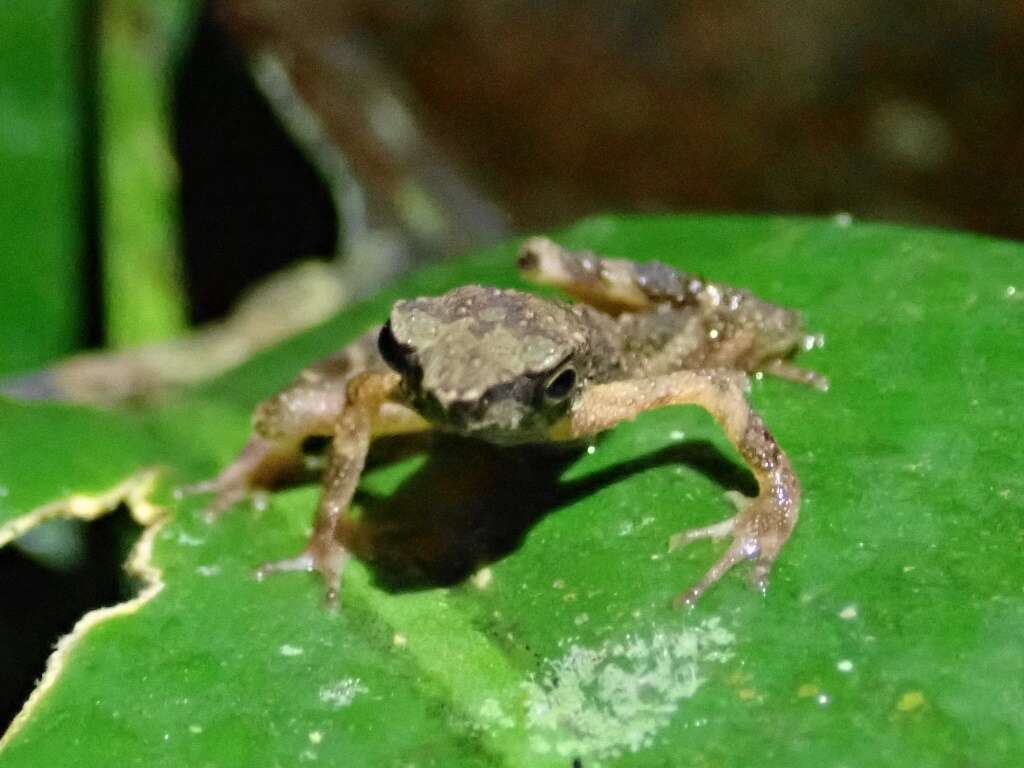 Image of Kadamaian Stream Toad