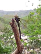 Image of Blue-faced Darner