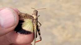 Image of Say's Grasshopper