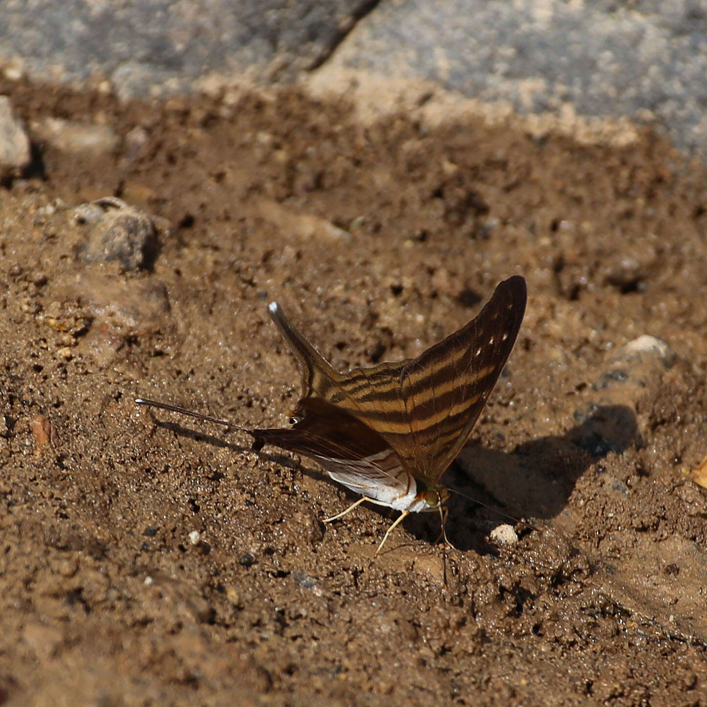 Image of Many-banded Daggerwing