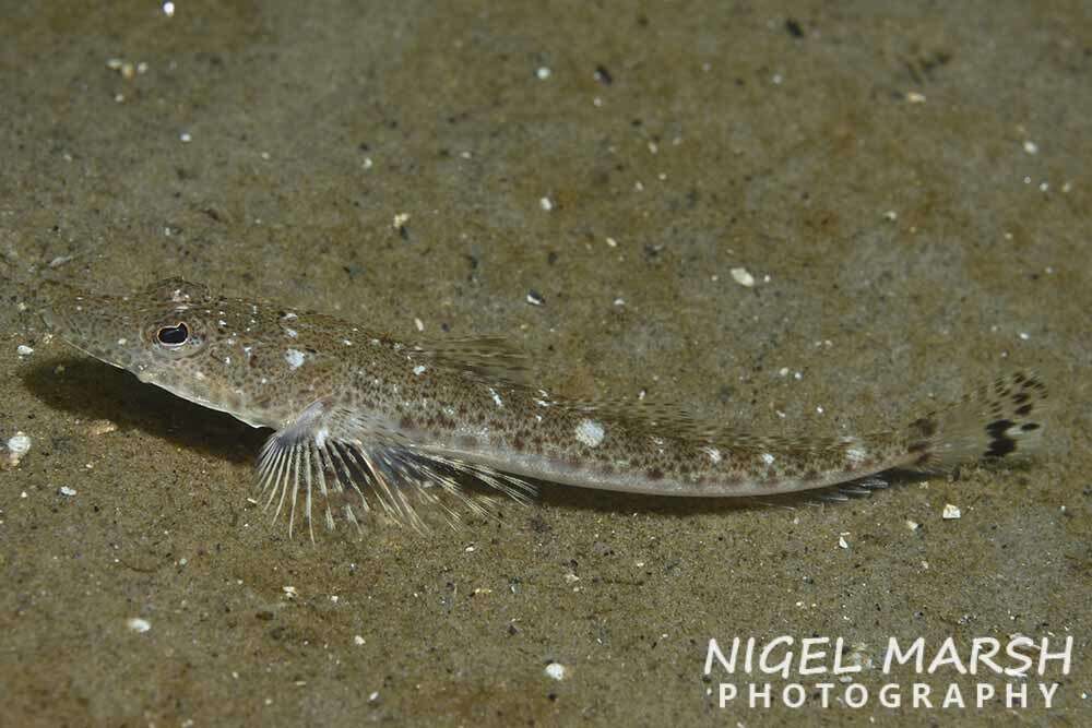 Image of Bluespot flathead