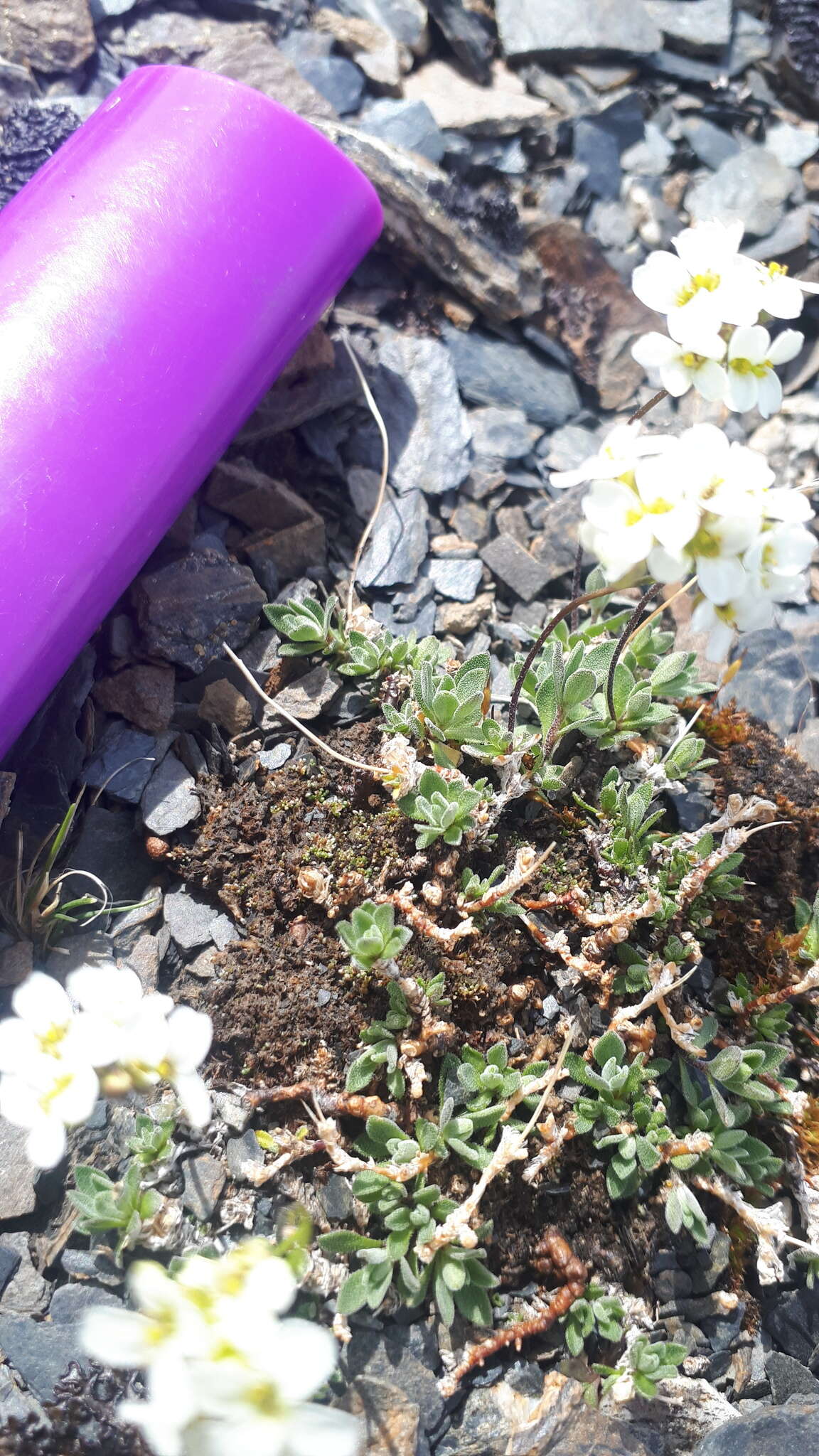 Image of Palander's draba