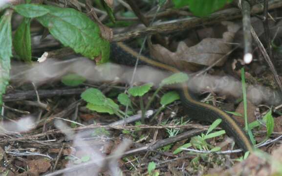 Image of Aquatic Gartersnake