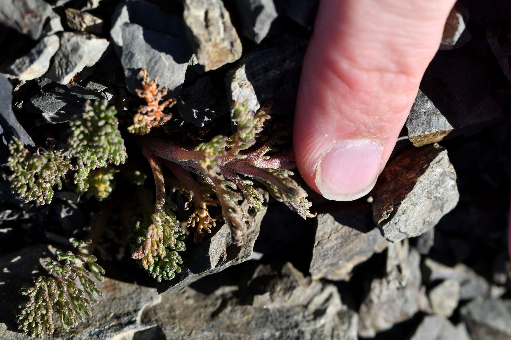 Image of Leptinella dendyi (Cockayne) D. G. Lloyd & C. J. Webb