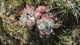 Image of Echeveria multicolor C. H. Uhl