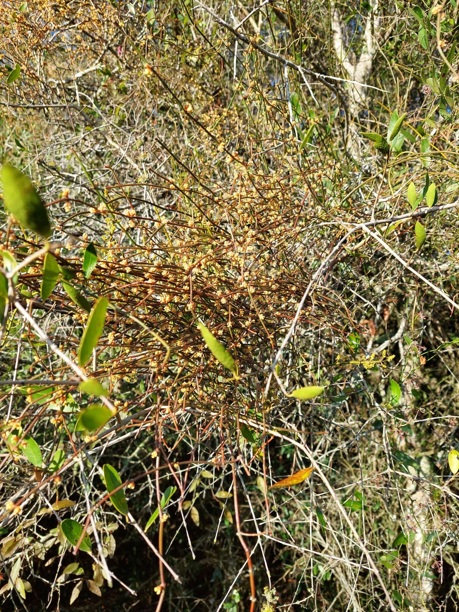 Image of Ephedra tweedieana C. A. Mey.