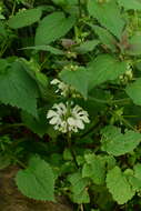 Imagem de Lamium album subsp. barbatum (Siebold & Zucc.) Mennema