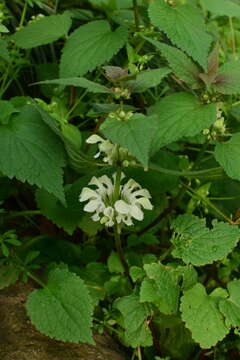 Слика од Lamium album subsp. barbatum (Siebold & Zucc.) Mennema