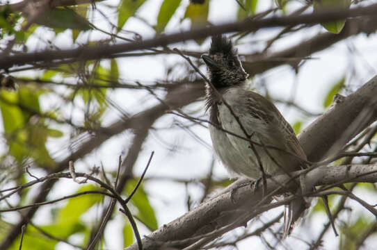 Image of Collared Antshrike