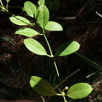 Image de Vincetoxicum carnosum (R. Br.) Benth.