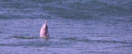 Image of Indian Humpback Dolphin