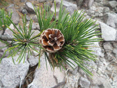 Image of Japanese Black Pine