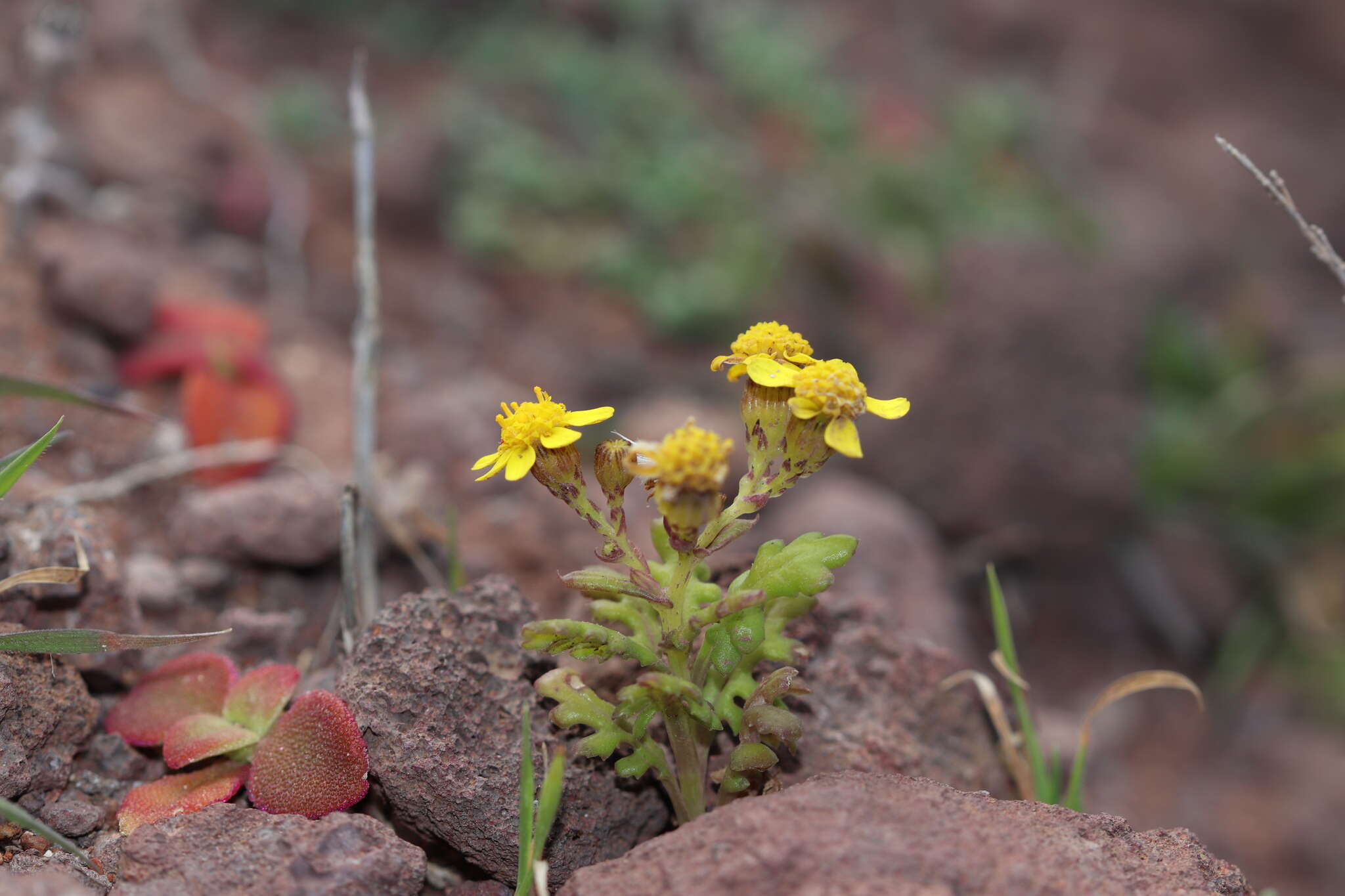 Image of Senecio incrassatus Lowe