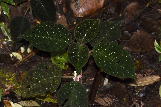 Image of Drymonia droseroides