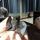 Image of Bornean Leaf-nosed Bat