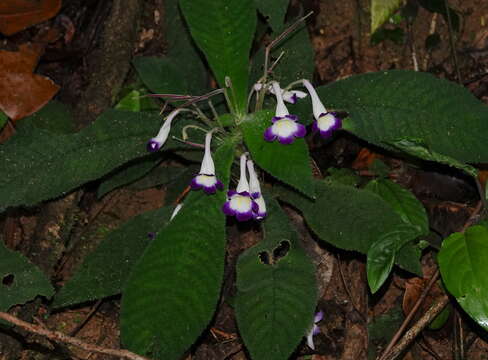 Imagem de Codonoboea quinquevulnera