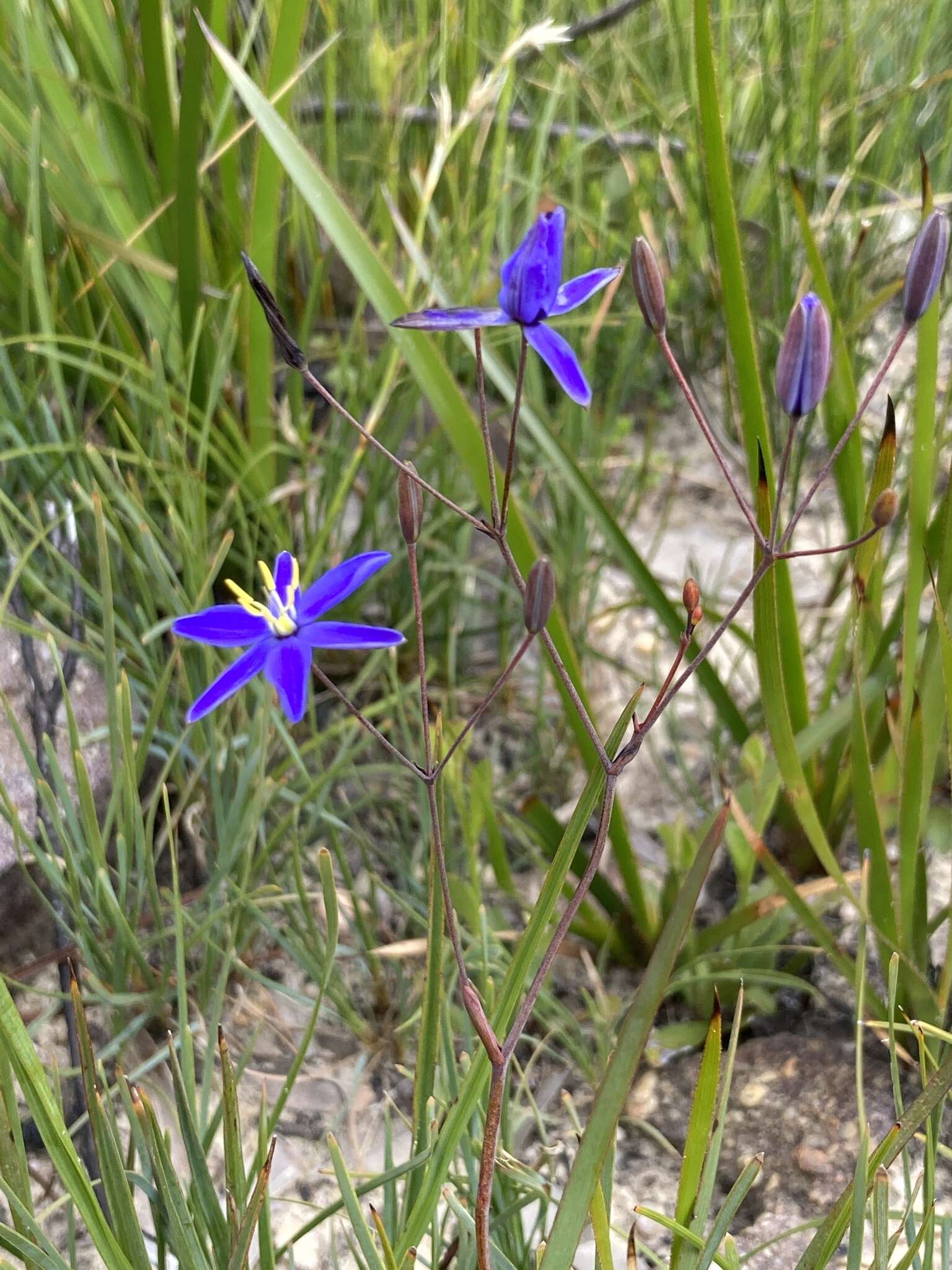 Image of Thelionema caespitosum (R. Br.) R. J. F. Hend.