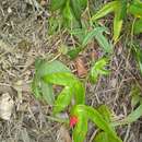 Image of Passiflora pennellii Killip