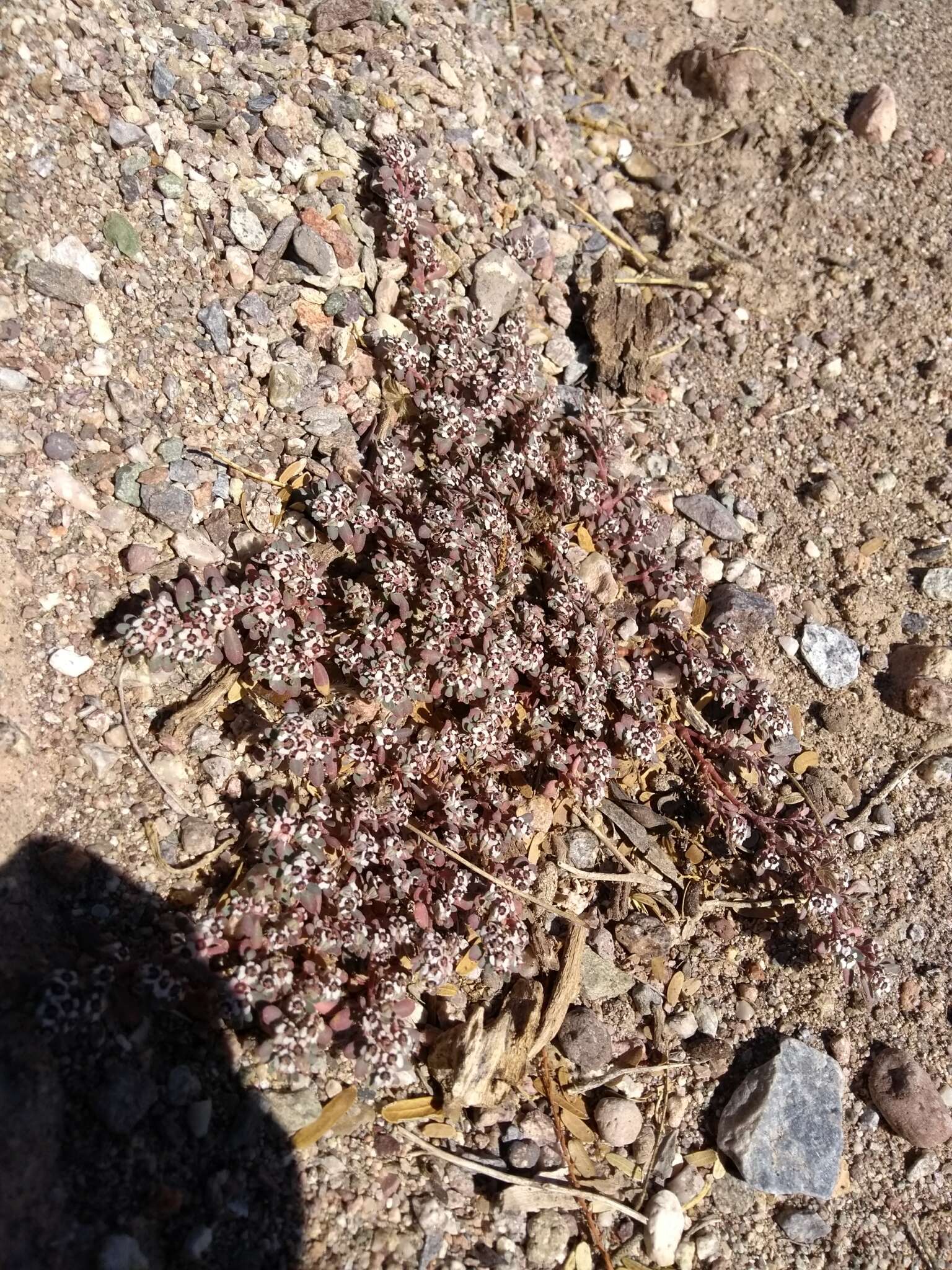 Euphorbia pediculifera var. pediculifera的圖片