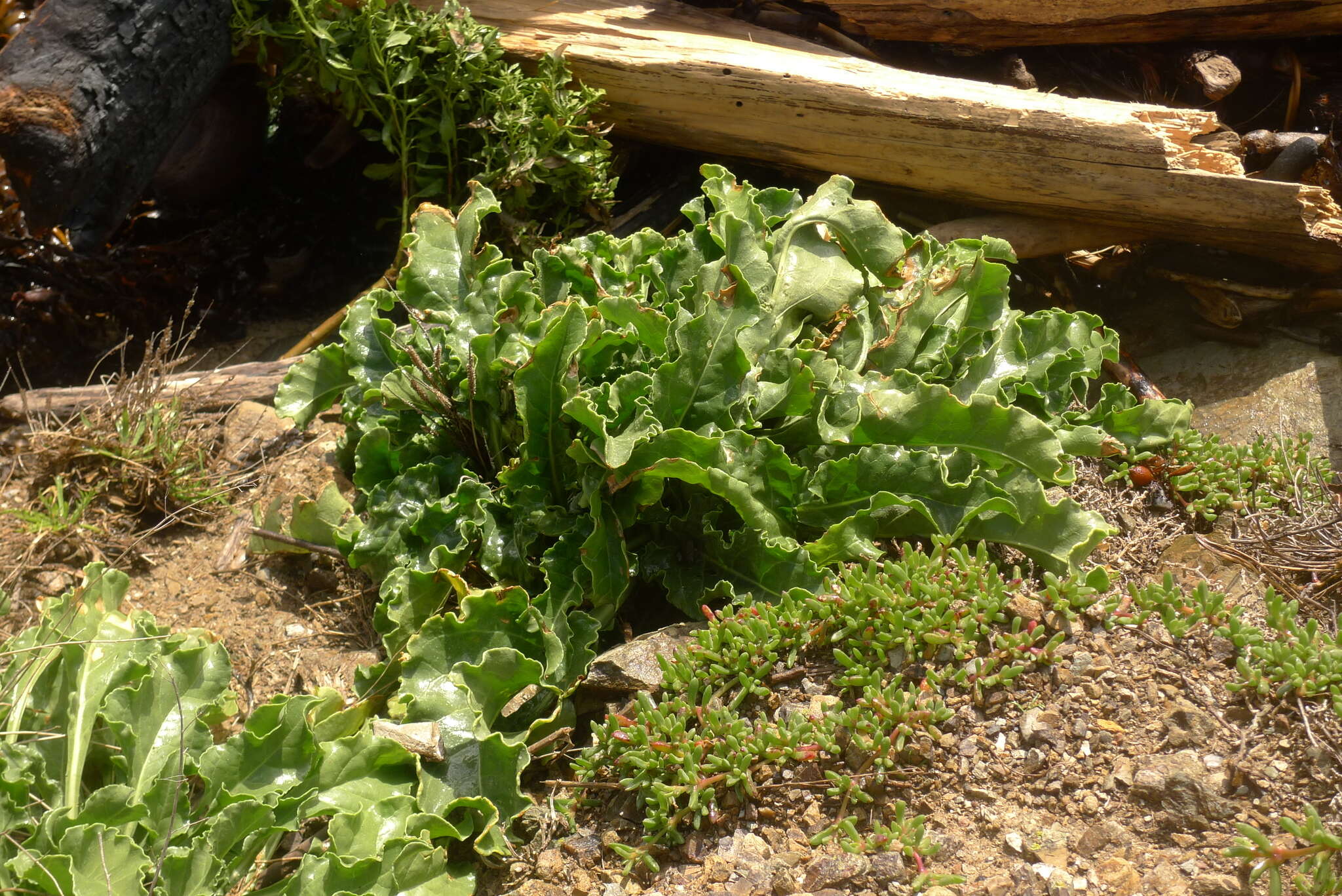 Image of common beet