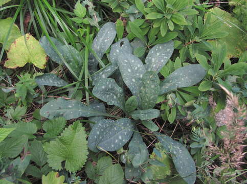 Cerinthe glabra subsp. caucasica E. Hadac ex A. I. Galushko resmi