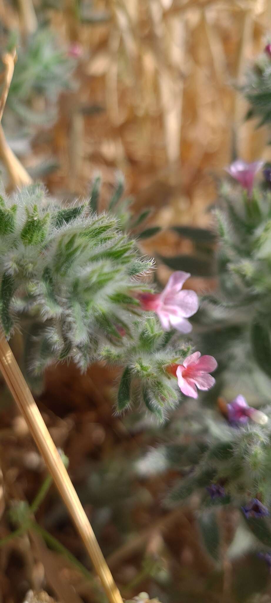 Image of strigose alkanet