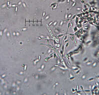 Image of Eleutheromyces subulatus (Tode) Fuckel 1870