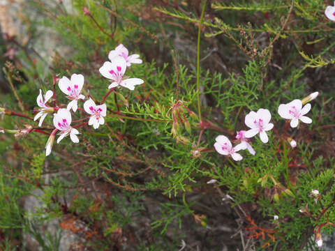 Image of Pelargonium divisifolium P. Vorster