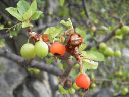 Image of Bursera rupicola León de la Luz