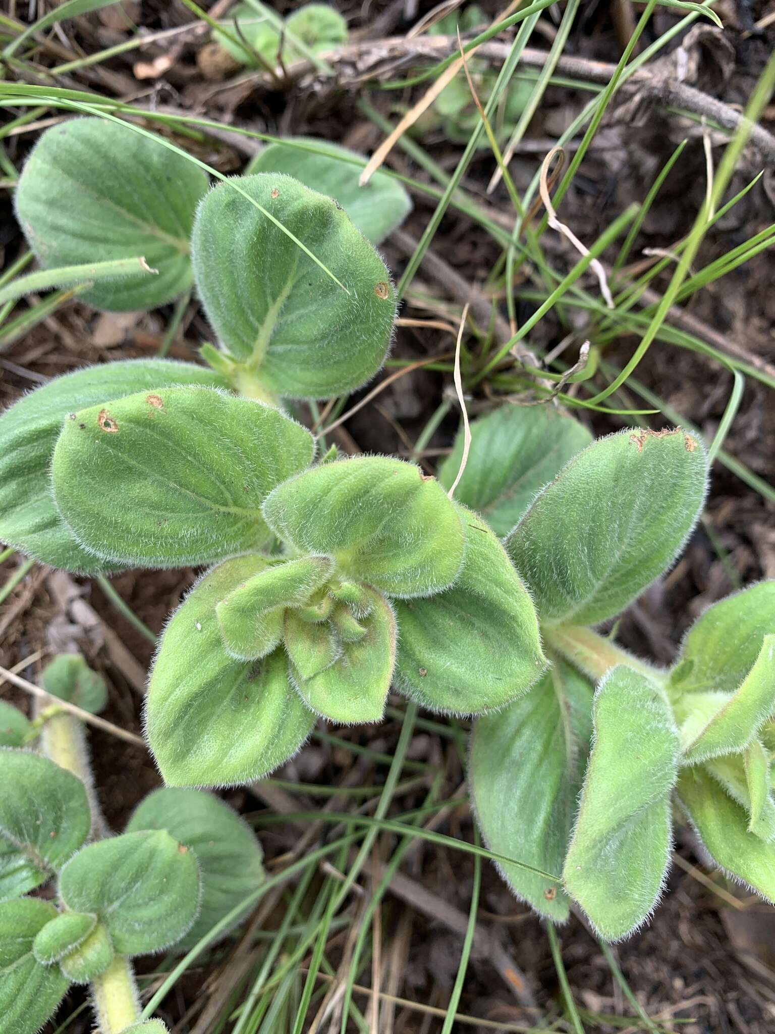 Image of Pentanisia prunelloides subsp. latifolia (Hochst.) Verdc.