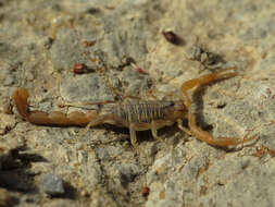 Image of Buthus montanus Lourenço & Vachon 2004