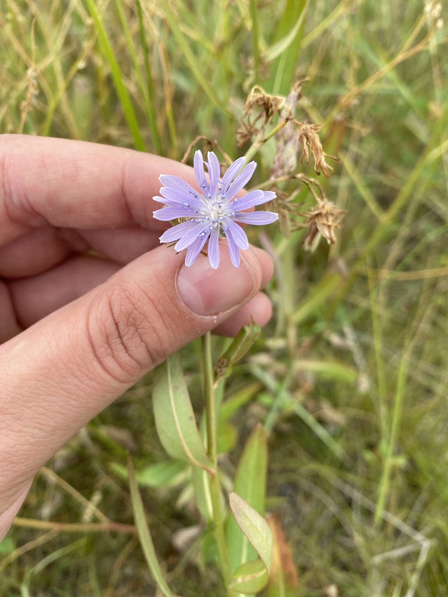 صورة Lactuca pulchella (Pursh) DC.