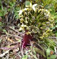 Слика од Soroseris erysimoides (Hand.-Mazz.) C. Shih