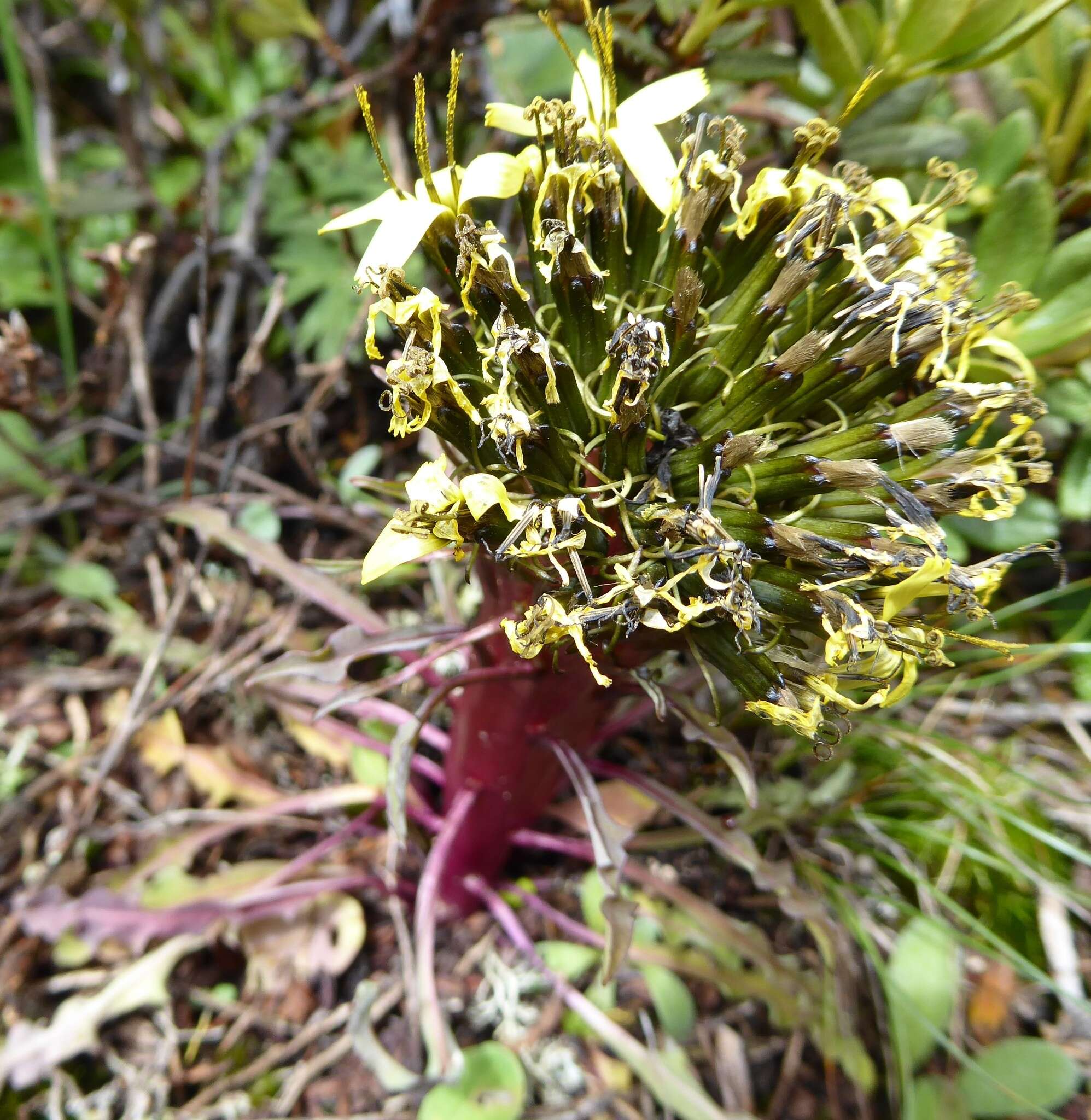 Слика од Soroseris erysimoides (Hand.-Mazz.) C. Shih