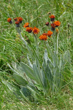 صورة Tephroseris integrifolia subsp. capitata (Wahlenb.) B. Nord.