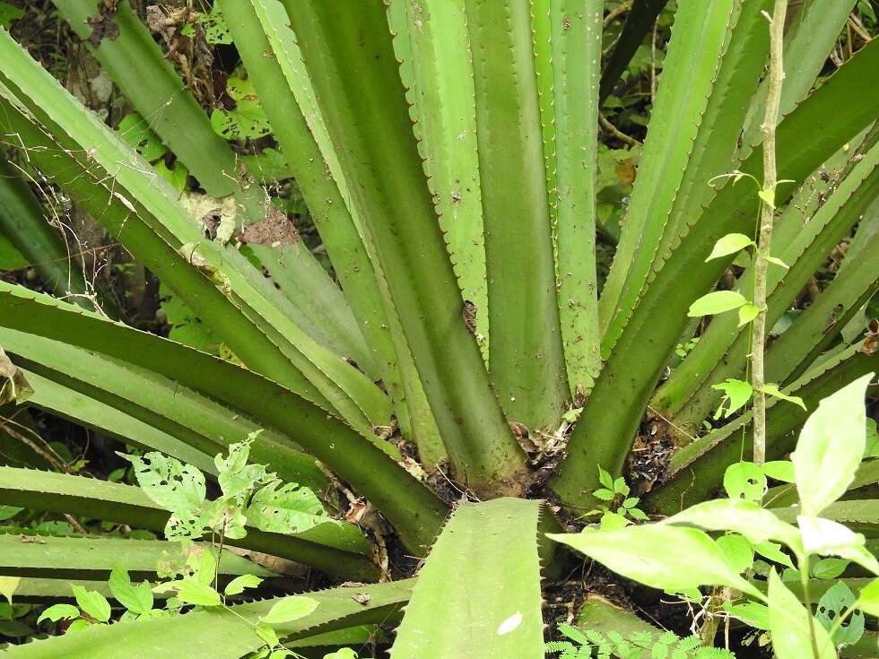 Furcraea guatemalensis Trel.的圖片