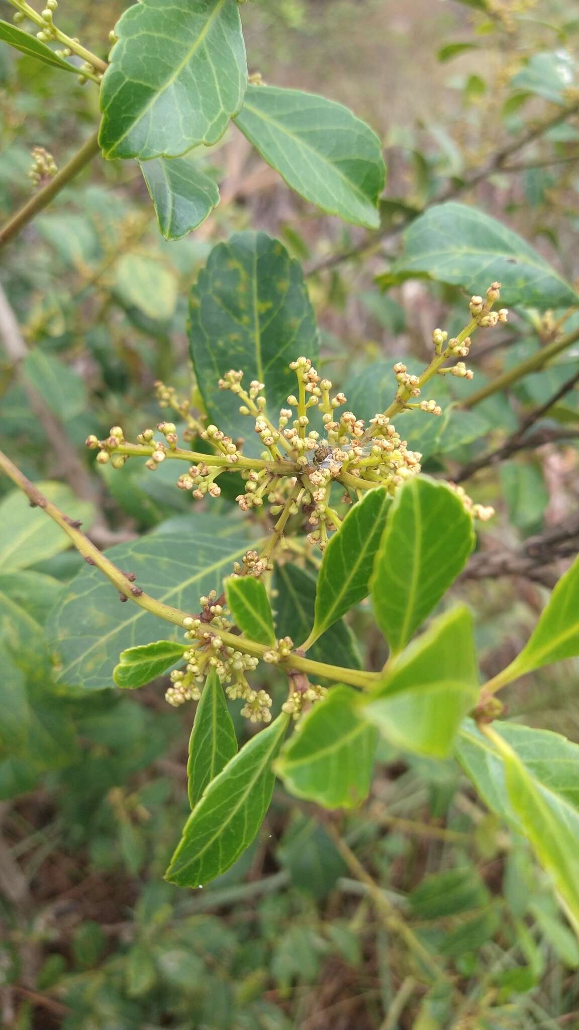 Image de Ilex affinis Gardn.