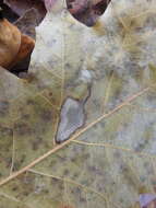 Image of Stigmella quercipulchella (Chambers ex Hayden 1882) Wilkinson et al. 1979