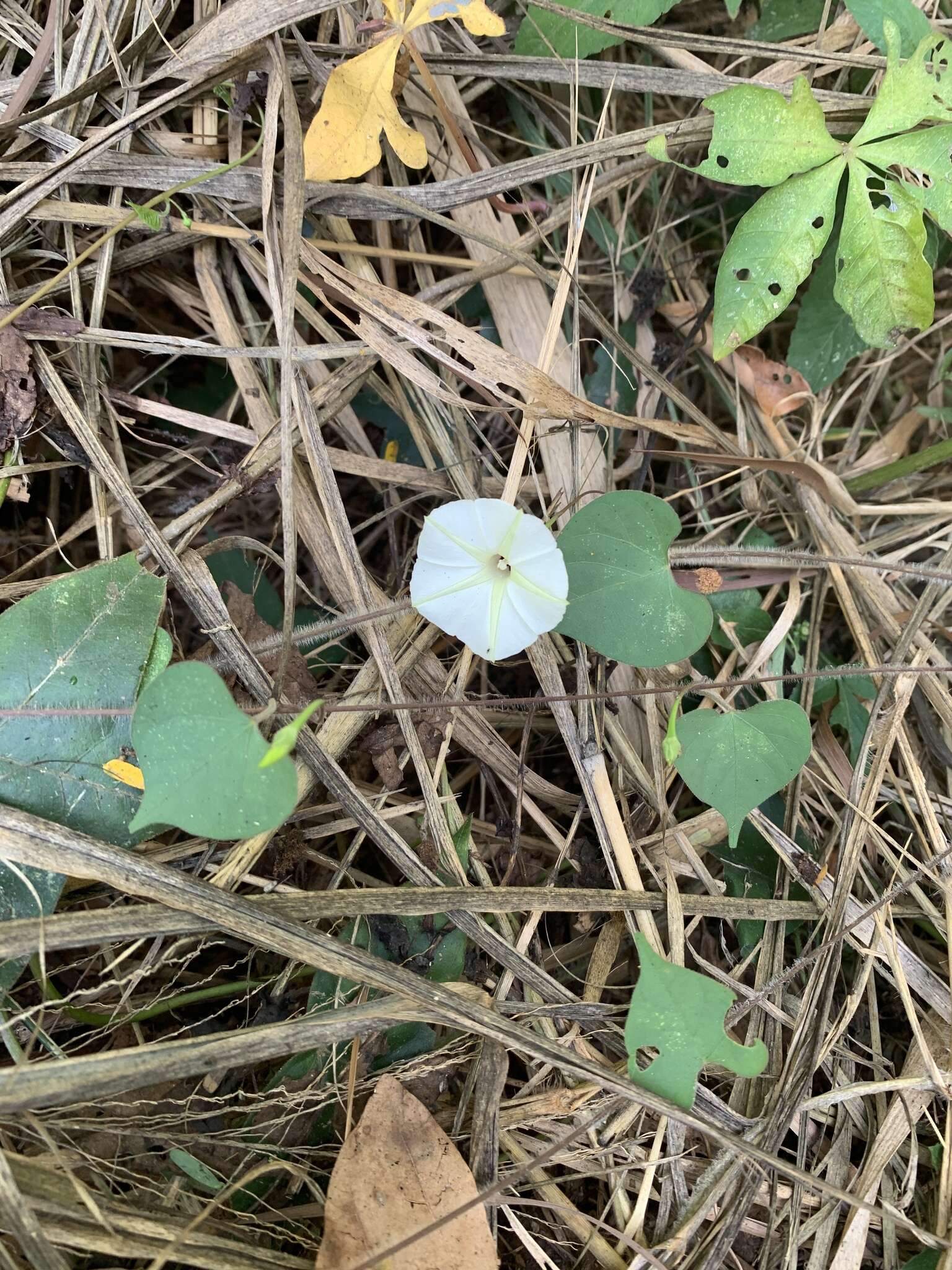 Image of Obscure Morning Glory