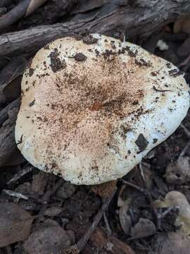 Image of Tricholoma manzanitae T. J. Baroni & Ovrebo 1983