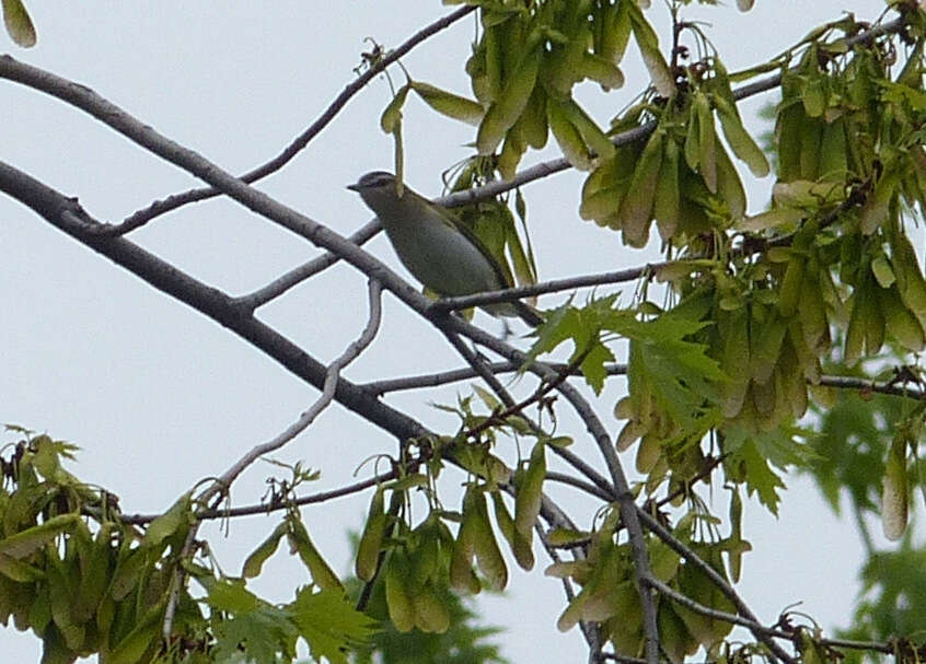 Image of Red-eyed Vireo