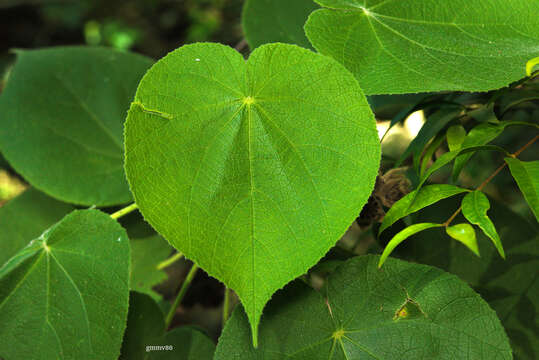 Imagem de Abutilon umbelliflorum A. St.-Hil.