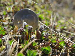 Sivun Salix rotundifolia Trautv. kuva