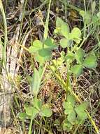 Sivun Oxalis priceae subsp. texana (Small) Eiten kuva