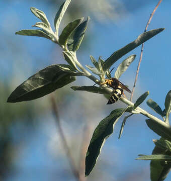 Image of Sphecius antennatus (Klug 1845)