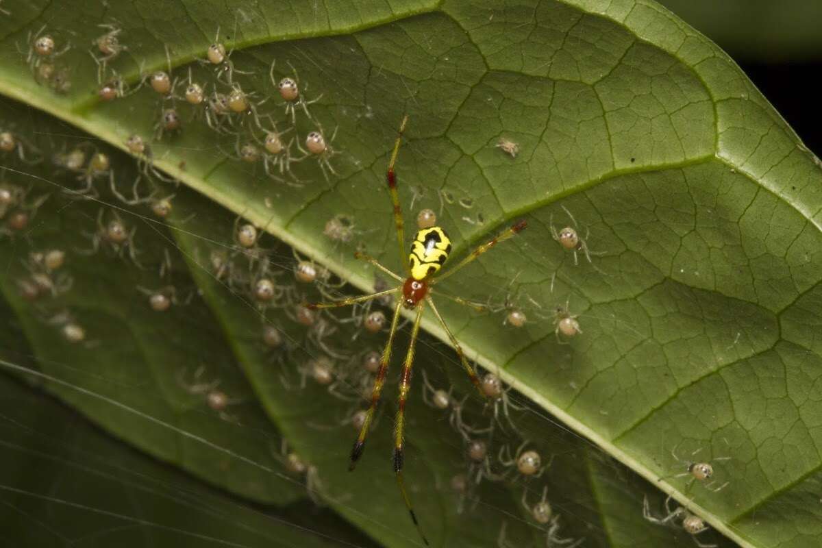 Image of Chrysso urbasae (Tikader 1970)