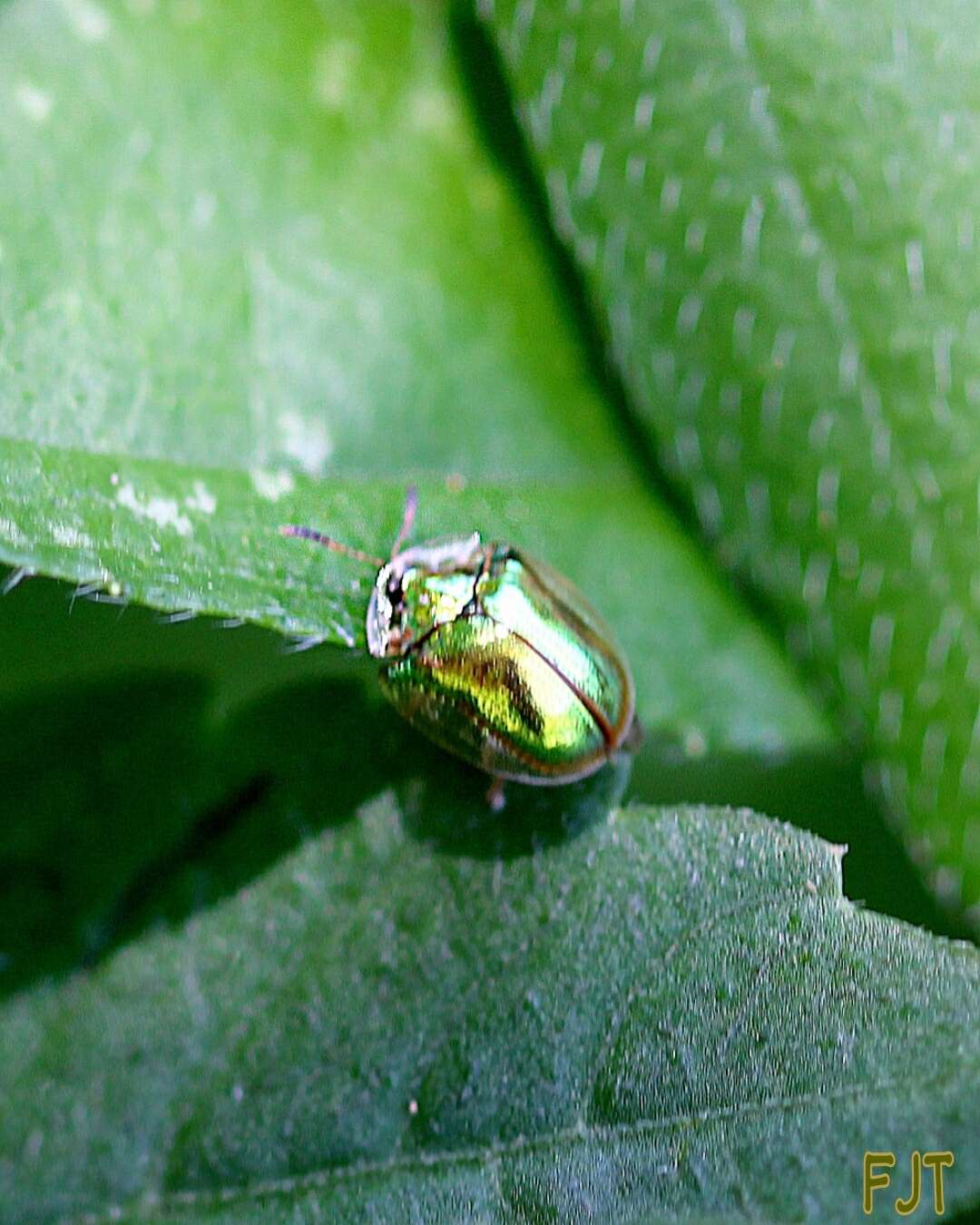 Слика од Charidotella (Charidotella) succinea (Boheman 1855)