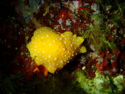 Image of white-spotted yellow nudibranch
