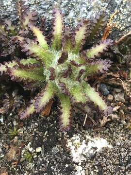 Imagem de Pedicularis hirsuta L.